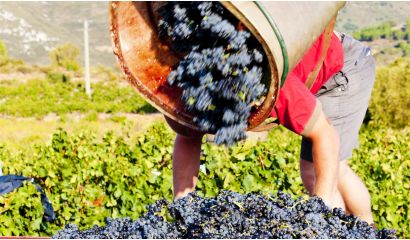 Domaine de Roudène Fitou