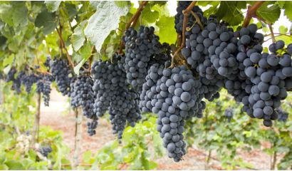 Francois Jamet Cabernet Sauvignon 