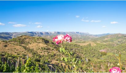 Lo Cabalo Reserva Priorat