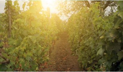Avondrood Sauvignon Blanc Westkaap