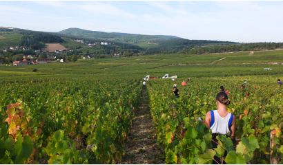 Isabelle de Castel Chardonnay