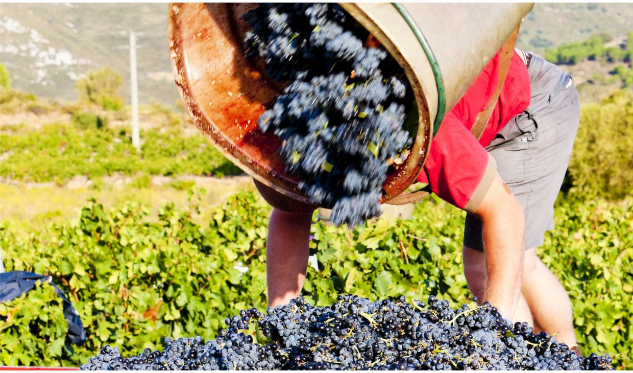 Domaine de Roudène Fitou