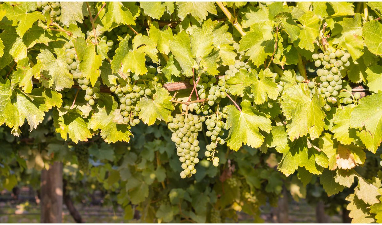 Francois Jamet Chardonnay 