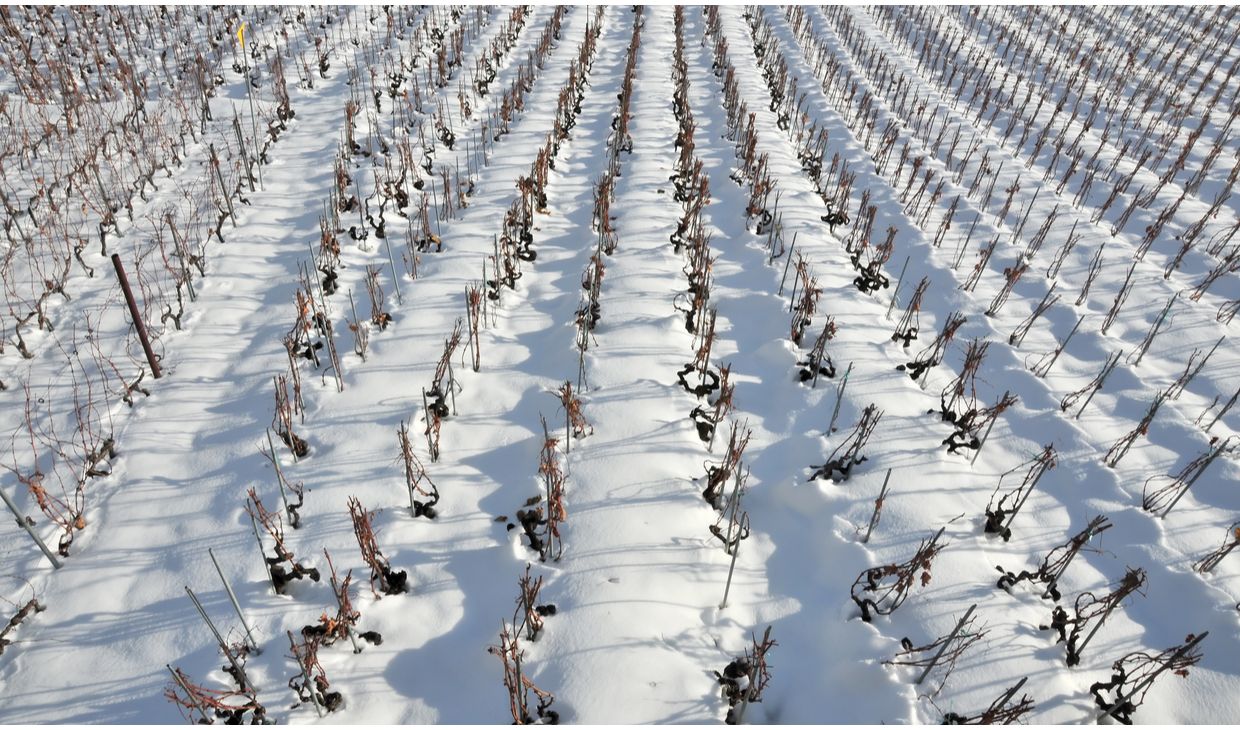 Bermersheimer Eiswein 