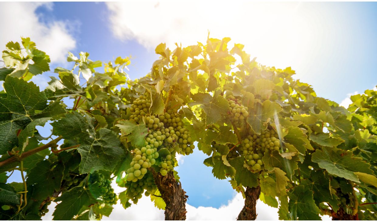 Bermersheimer Klosterberg Riesling Spätlese trocken Alte Reben