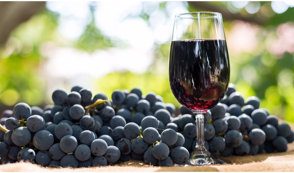 Merlot Crianza Tarragona
