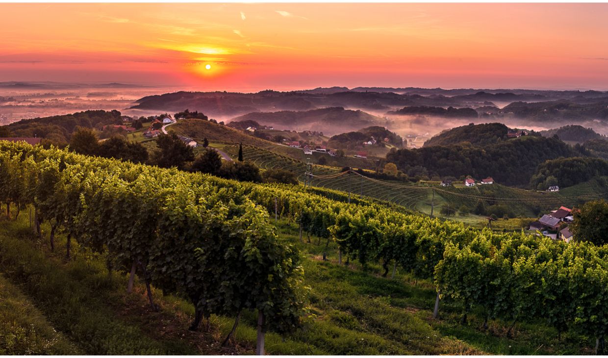Kogl In Vino Veritas Podravje