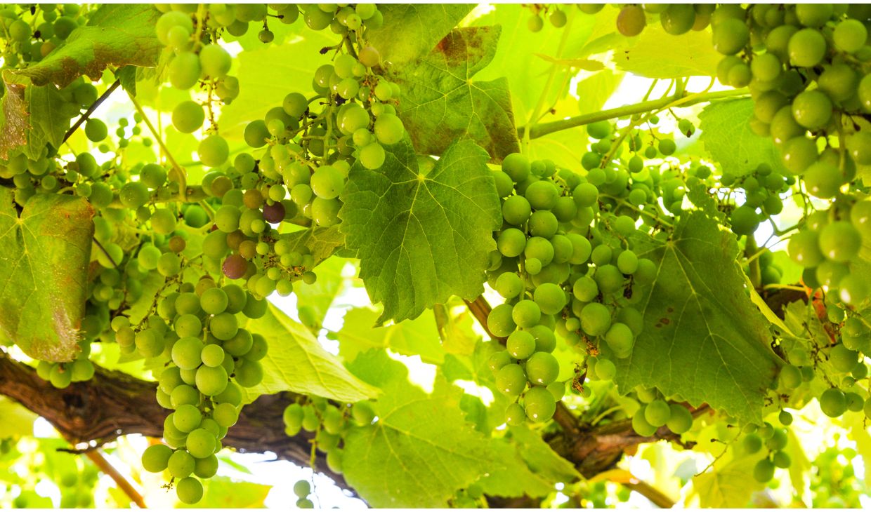  Vinho Verde