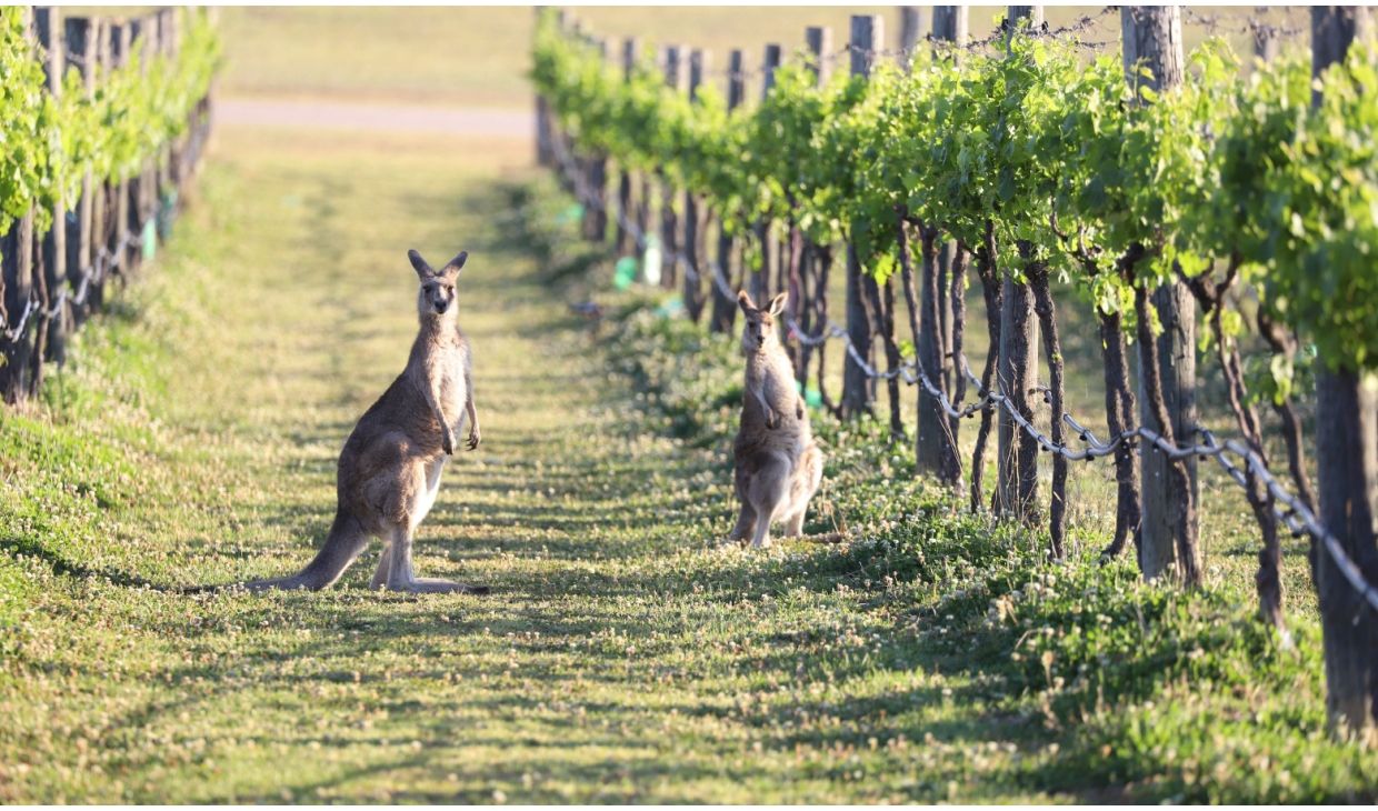 Boomballou Double Run Shiraz